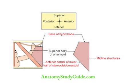 Anterior Triangle Of The Neck Anatomy Notes And Important Questions With Answers - Anatomy Study ...