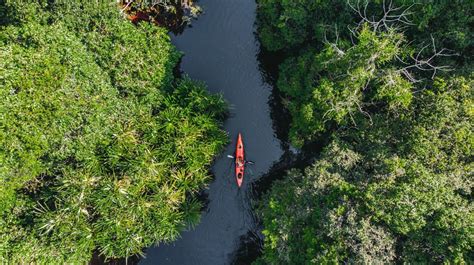 Perbaiki Hutan Rawa Gambut Utuh di Sumatera, Restorasi Ekosistem Riau Catat Kemajuan - AgroIndonesia