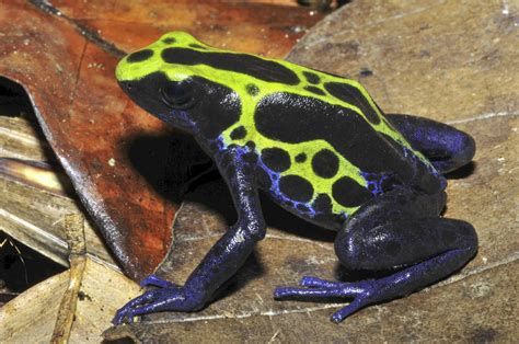 Dendrobates tinctorius - Frogs & Co