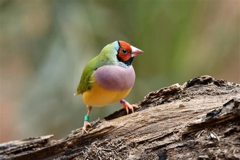 Gouldian Finch by TheBootesArtVoid on DeviantArt