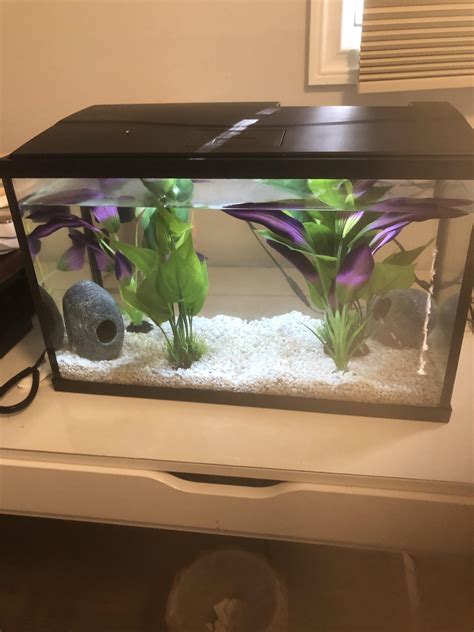 New 5 gallon tank setup, what kind of fish can I add? : r/glofish