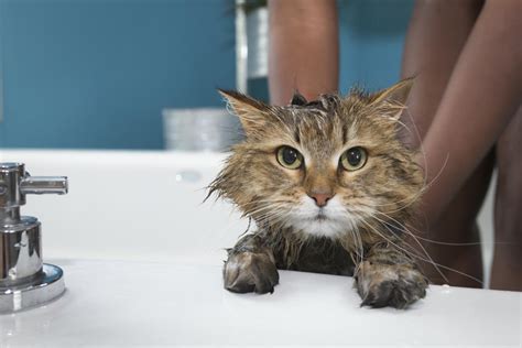 Es Cierto Que Los Gatos Odian El Agua