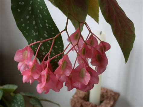 Begonia Maculata Come Curarla E Coltivarla Casa Live