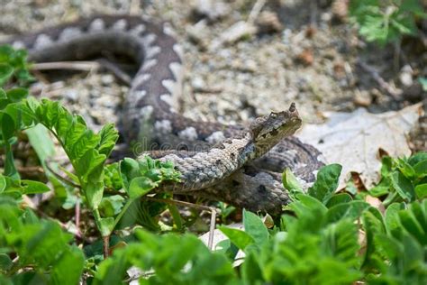 Nose-Horned Viper Male in Natural Habitat Stock Image - Image of ...