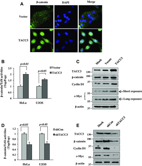 Overexpression Of Tacc Promotes B Catenin Signaling Pathways A