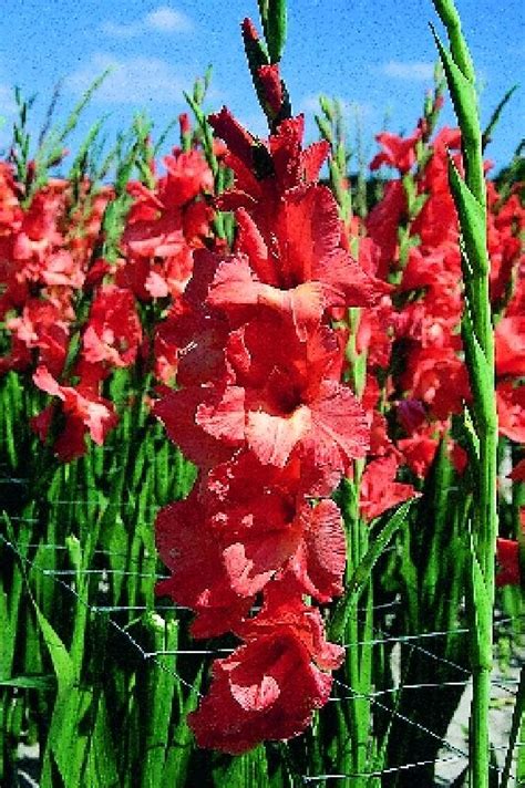 Gladiolus X Cultorum Jessica Frikarti Stauden Ag