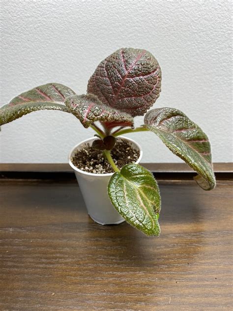 Episcia Kee Wee 2pot Gesneriad African Flame Violet Etsy