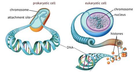 15 Important Difference between Prokaryotic and Eukaryotic Chromosomes ...