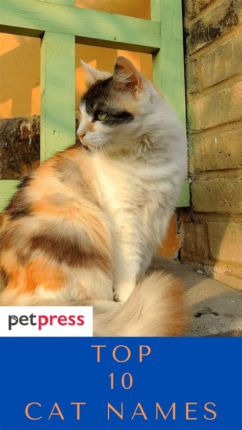 Top 10 Cat Names - Best Cat Name Ideas For Your Furry Feline Friend