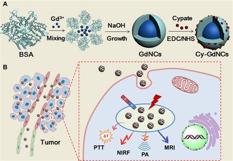 陈华兵教授课题组在advanced Materials Biomaterials 等杂志上发表研究论文