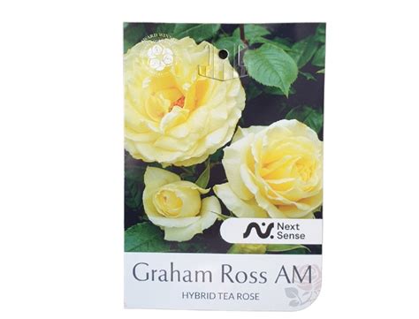 Rose Graham Ross Bush 200mm | The Garden Feast