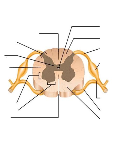 Spinal Cord Diagram Quizlet