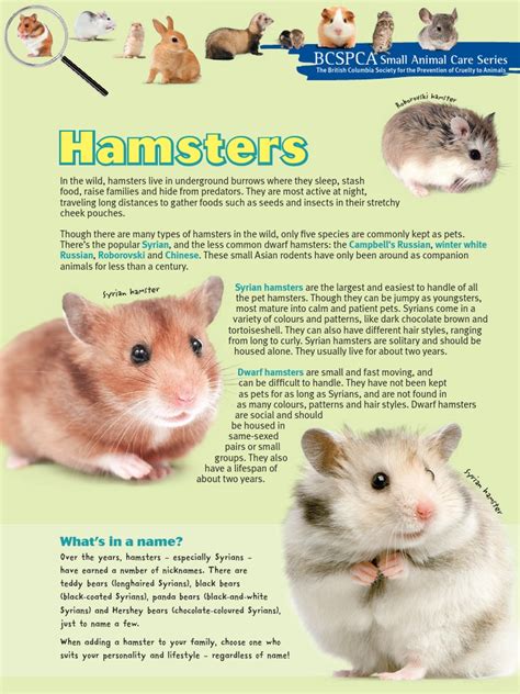 how to take care of hamster
