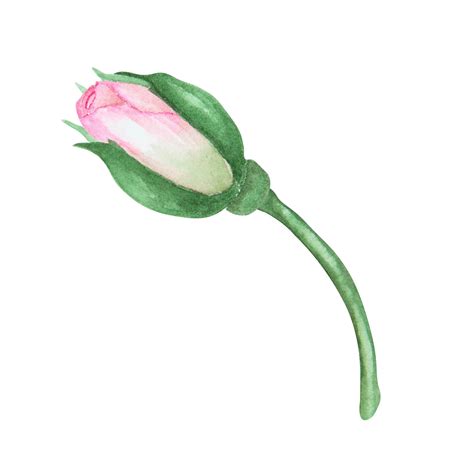 Premium Photo Light Pink Rose Bud Watercolor Botanical Illustration