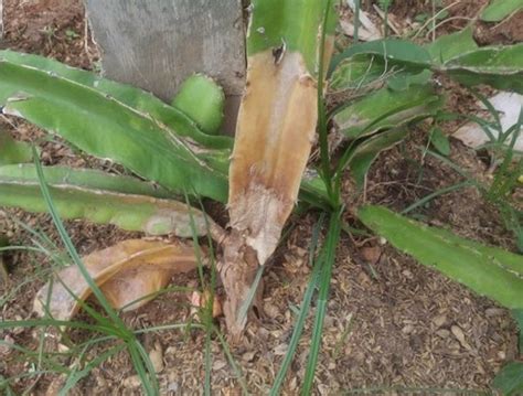 Dragon Fruit Stem Rot Crop Disease Agrisetu