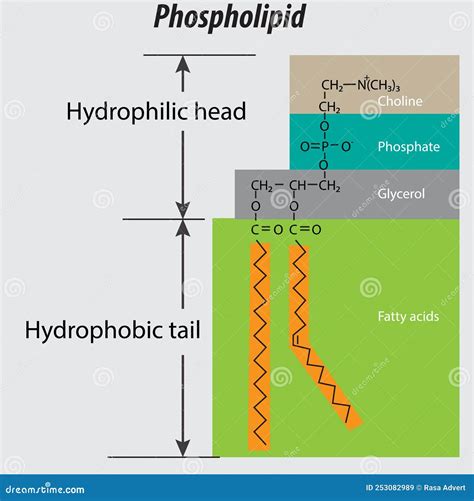 Phospholipid Structure Backbone Vector Labeled Properly Choline Group