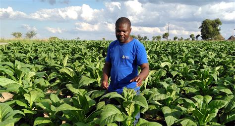 Malawi Government Sets Minimum Prices For Tobacco African Agribusiness