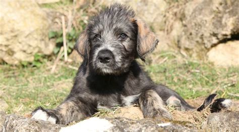 Irish Wolfhound Weight Chart | Size & Growth Chart