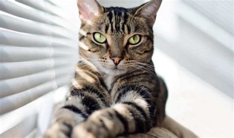 Surprising Facts About Black Tabby Cats Black Tabby Cat Pictures