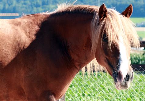 Ponyreiten Isch
