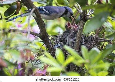 Mother Blue Jay Feeding Her Hungry Stock Photo 659161213 | Shutterstock