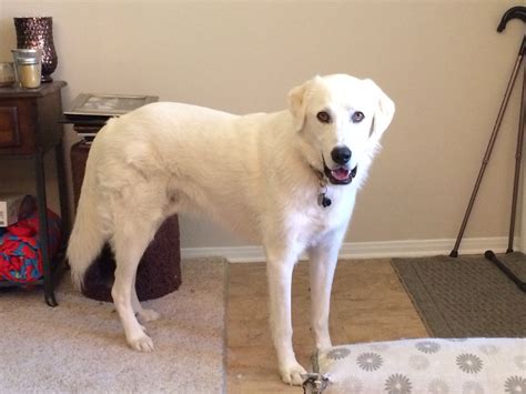 Great Pyrenees Lab Mix. 18mo | Lab mix puppies, Great pyrenees dog