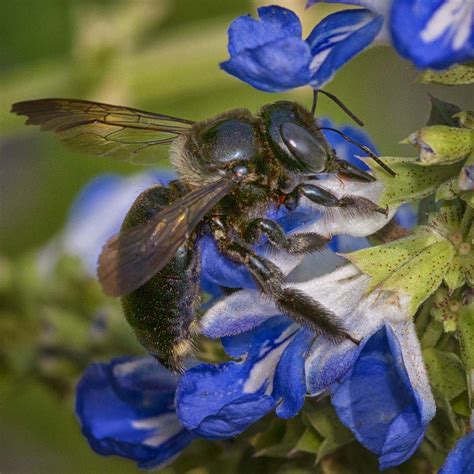 Southern Carpenter Bee Xylocopa Micans Nec Flickr