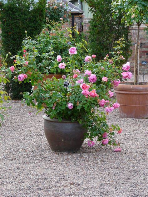 Pruning Ground Cover Roses Uk - ground cover good