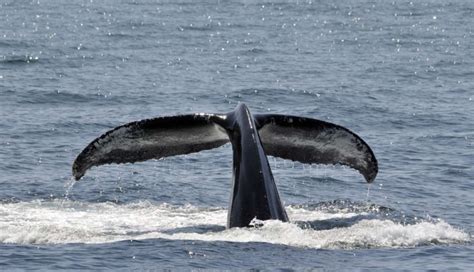 Trapped Whales Illustrate Exactly What’s Wrong With Shark Nets - The Dodo