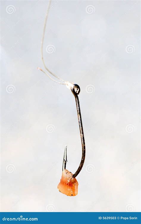 Worm On Fish Hook Stock Image Image Of Insect Fishing