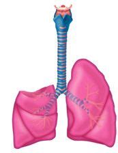 Surgery of the Lungs: Pneumonectomy, Lobectomy, Sleeve Lobectomy, Wedge Resection, Segment ...