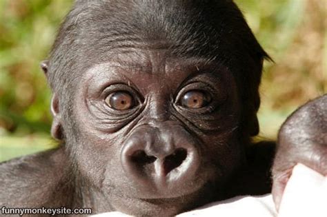 Monkey Face Closeup - Funny Monkey Pictures