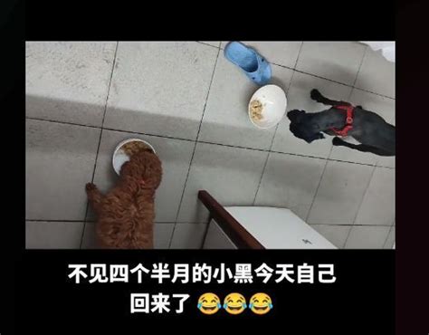 狗狗丢失137天后自己回家，女子查看监控后泪目：再也不弄丢你了腾讯新闻