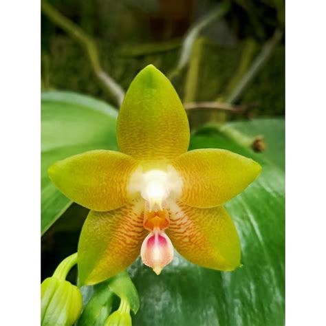 Jual Anggrek Phalaenopsis Penang Girl Bulan Penang Phal Penang Girl