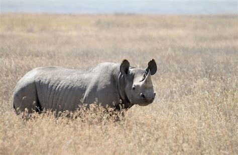 Black Rhinoceros Pictures - AZ Animals