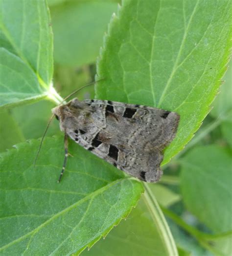 moth update blog foxglove covert local nature reserve