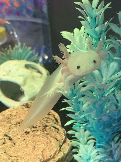 Sebastian the axolotl