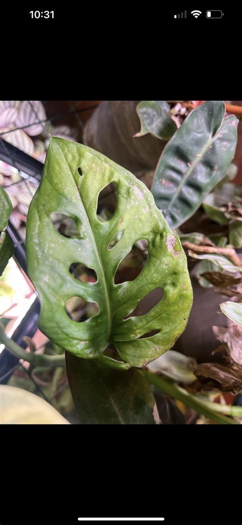 Black bugs on damaged leaves : r/Monstera