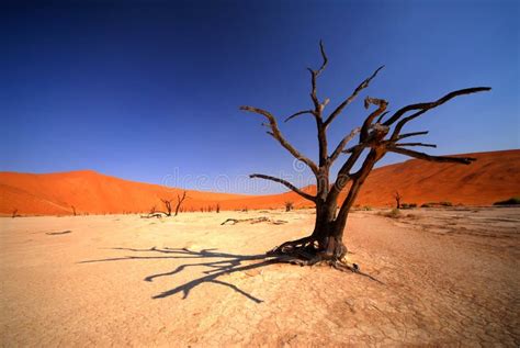 Dead Tree Stock Image Image Of Single Color Background 7135487