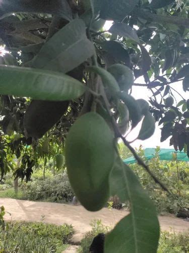 Dasheri Mango Fruit Plant At Best Price In Saharanpur By The Farmer