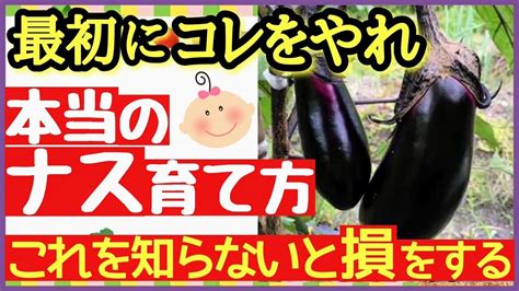 ナスの収量を何倍にもする最強の秘策とは！一番肝心な芽かきと3本仕立てのやり方♪支柱〜誘引〜収穫【家庭菜園・なすの育て方】 Youtube