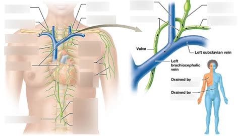 Lymphatic Vessels Diagram | Quizlet