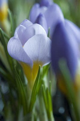 Crocus Sieberi Firefly Bulb Flowers Crocus Flower Flowers