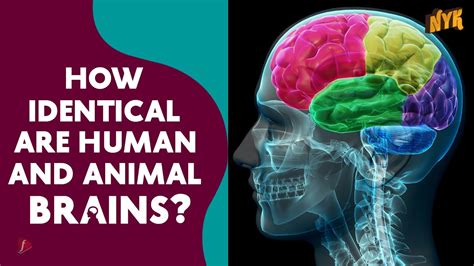 How Different Is The Human Brain From The Animal Brain Youtube