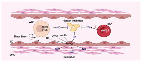 Cells Free Full Text The Role Of Nosgccgmppkg Signaling Pathway