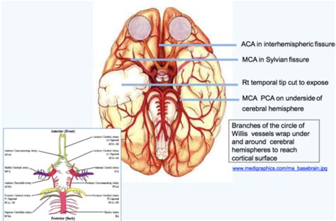 Cerebrovascular Disease And CNS Trauma Flashcards Quizlet