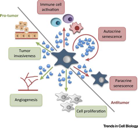 Non Cell Autonomous Regulation Of Cellular Senescence In Cancer Trends