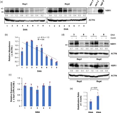 Figure 4 From The Ubiquitin 26s Proteasome System And Autophagy Relay Proteome Homeostasis