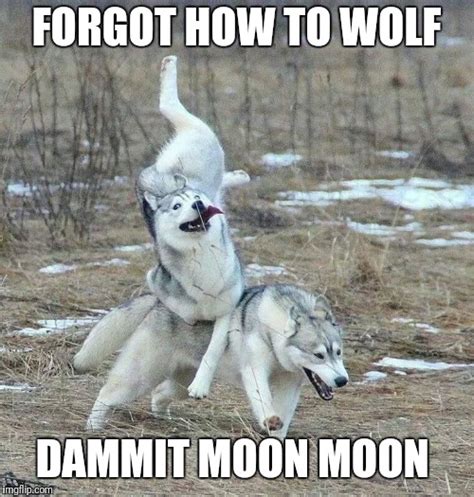 Dammit Moon Moon Meme