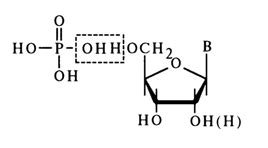 Phosphate Ester Bond In Nucleotide